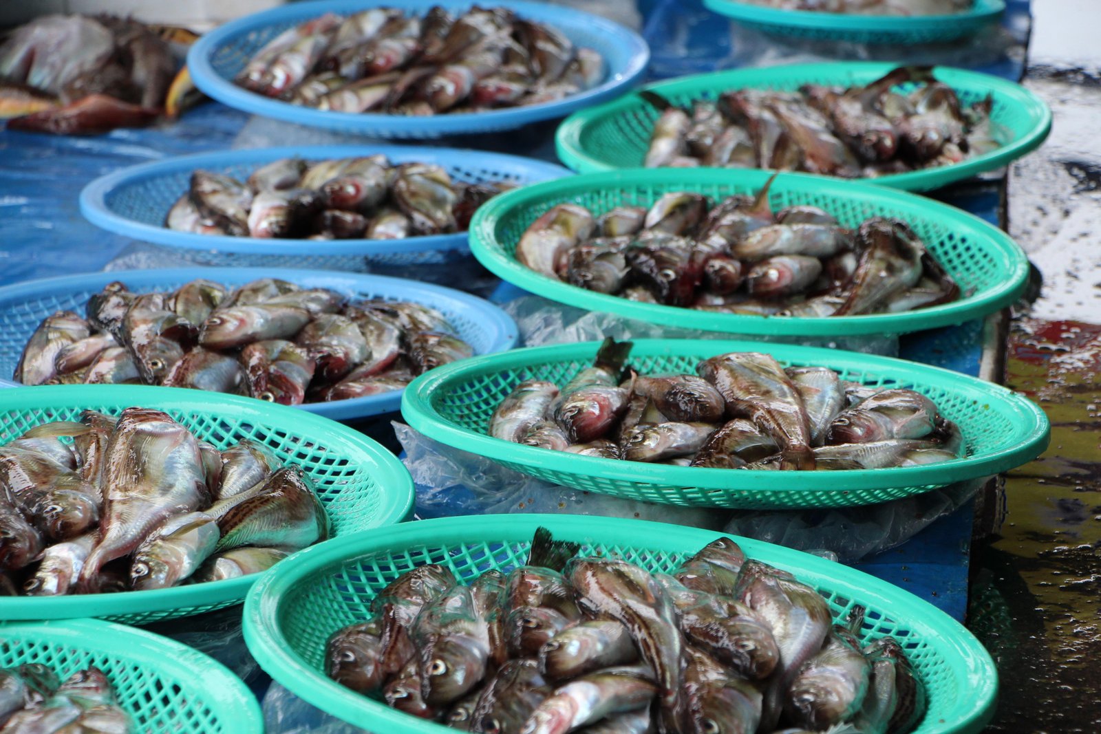 Future Outlook: Navigating the Marine ‌Market in ‌a Post-Pandemic Era