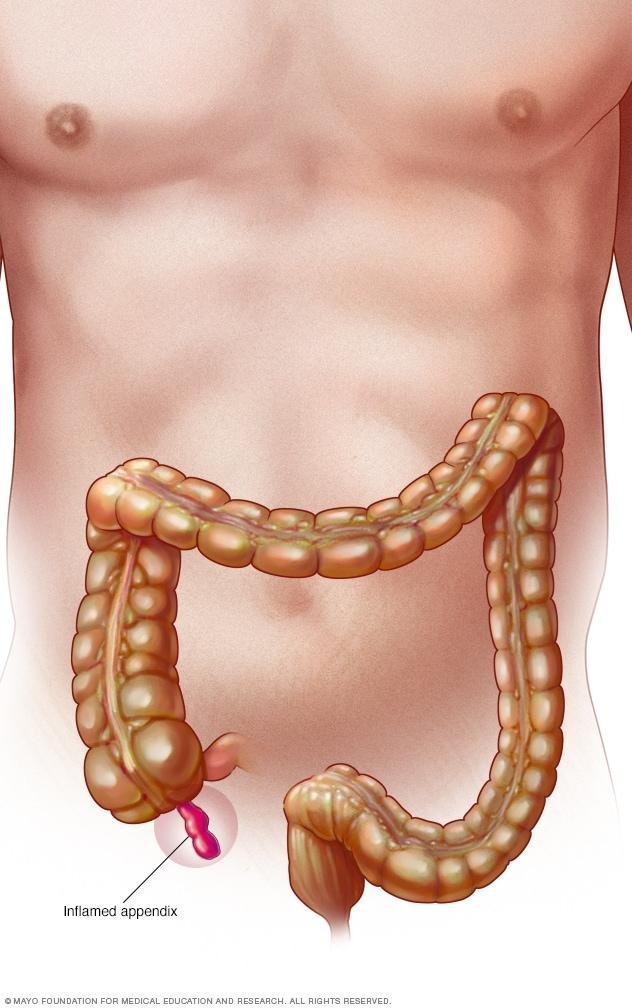 Maximizing the Impact of Your Appendix on Research Clarity and Credibility